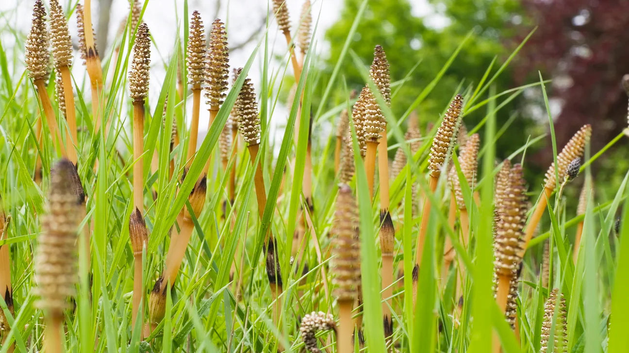 Horsetail Extract & Natural Silica